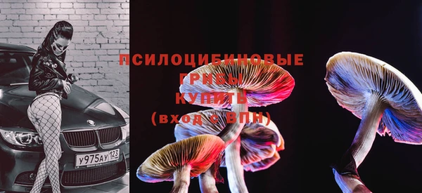 шишки Елизово