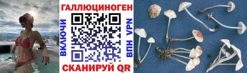 Псилоцибиновые грибы GOLDEN TEACHER  кракен маркетплейс  Жигулёвск  наркошоп 